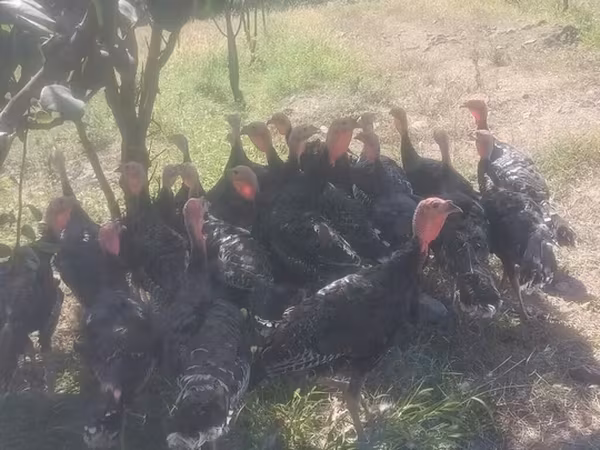 Turkeys