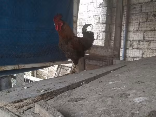 Chickens — Azərbaycan