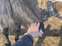 Hengst, Percheron — Foto 1