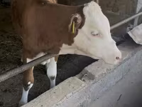 Buğa, Simmental cattle — foto 1