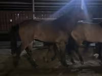 Horse (M), Kazakh horse — photo 3