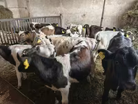 सांड, गोलस्टीन नस्ल — फ़ोटो 3