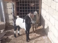 Billy Goat, Goats — photo 2