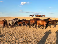 Kobyła, Mugalzhar horse — zdjęcie 2