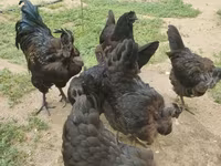 Chickens — photo 2