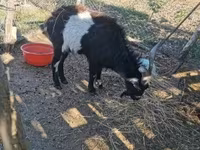 Kozel, Pomellata goat — foto 2