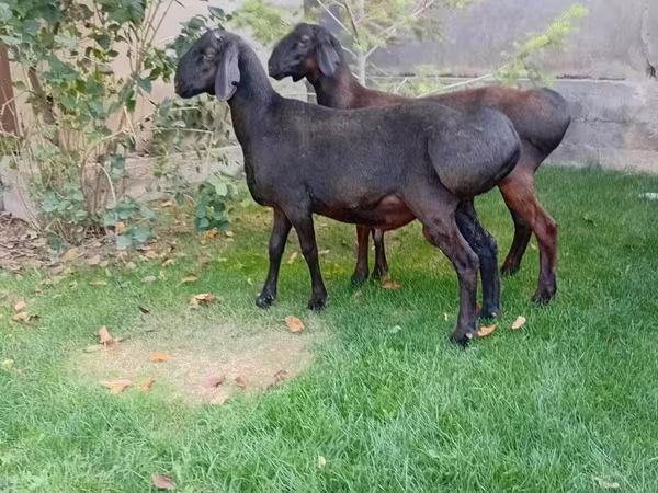 Beran, Arashan sheep