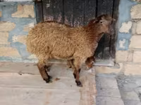Qoç, Qoyunlar — foto 3