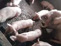 Sow, Pigs — photo 6