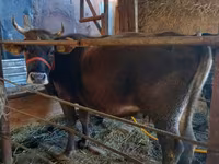Cow, Russian Black pied cattle — photo 4