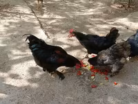 Chickens — foto 2