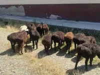 Qoç, Qoyunlar — foto 2