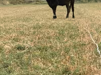 Kuh, Swiss cattle — Foto 5