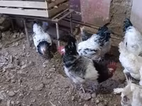 Chickens — الصورة 4