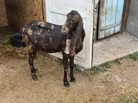 Dişi keçi, Kamori goats — foto 4