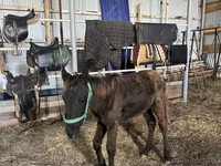 Kůň, Koně — foto 5