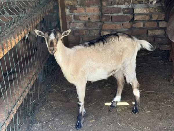 Koza, Saanen goat
