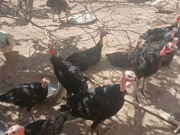 Geniş Sinəli Ağ — Azərbaycan
