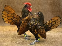 Chickens — foto 1