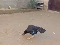 أولد إنغليش غيم — الصورة 1