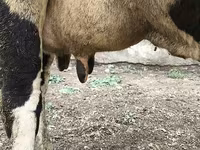 Kuh, Russian Black pied cattle — Foto 4