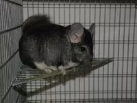 Vindem coliere din aluminiu pentru chinchila (șinșila,chinchila,шиншила) — 照片 5