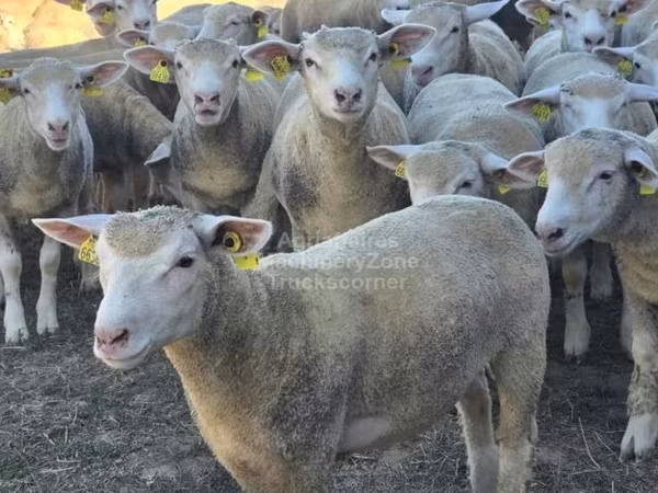 Qoyun, Ile-de-France sheep