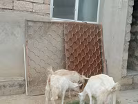 Dişi keçi, Saanen goat — foto 1