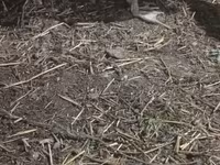 Ducks — photo 2