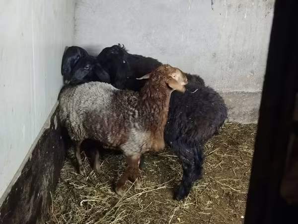 Qoyun, Hissar sheep
