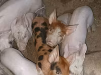 Säue, Schweine — Foto 5