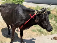 Vaca, Ganado vacuno — foto 4