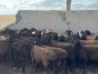 Qoç, Qoyunlar — foto 6