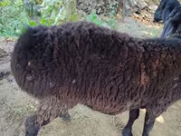 Qoʻchqor, Blackheaded Persian sheep — 1-rasm