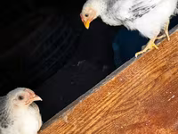 Chickens — الصورة 1