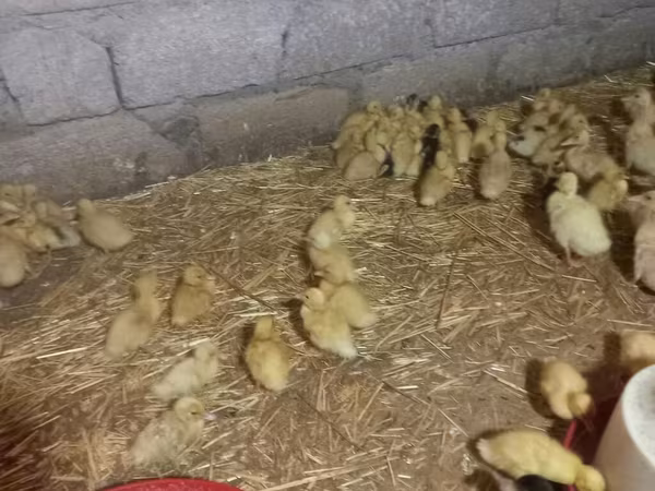 Ducks — Azerbaijan
