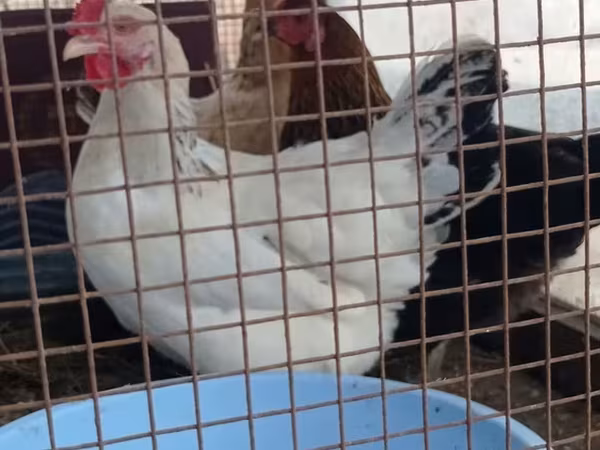 Chickens — Azerbaijan