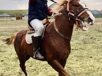Caballo, Kazakh horse — foto 1