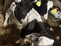 Buğa, Russian Black pied cattle — foto 1