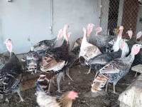 Turkeys — फ़ोटो 1
