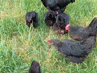 Australian Pit Game fowl — photo 5