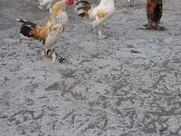 ياباني بانتام — الصورة 2