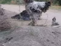 براهما — الصورة 3
