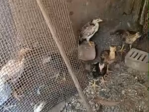 Chickens — Azerbaijan