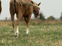 Mare, Russian Don — photo 1
