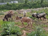 Goat, Alpine goat — photo 4