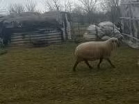 كبش, Shroshire sheep — الصورة 2