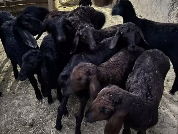 Goats (batch, sex not specified), Goats