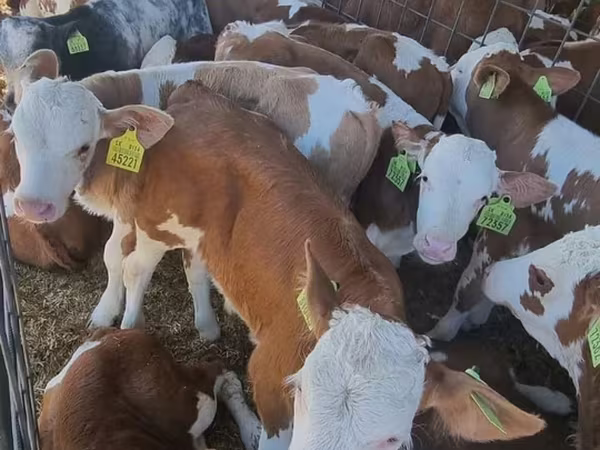 ثور, Simmental cattle