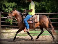 母马, Quarter Horse — 照片 8
